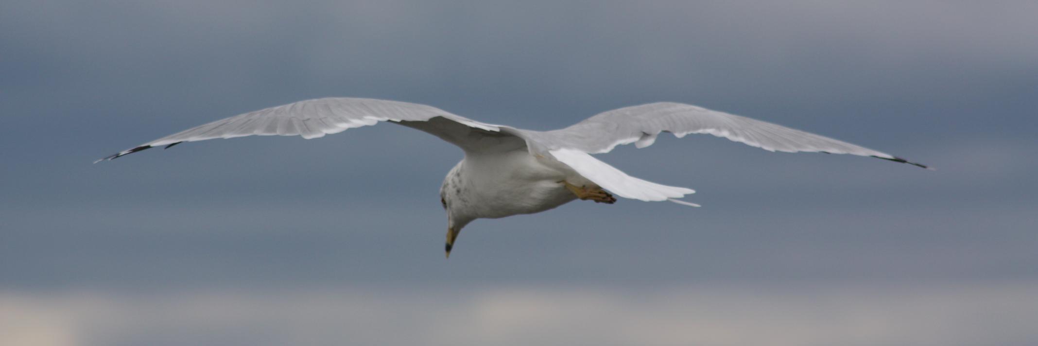 Mario Landerman banner