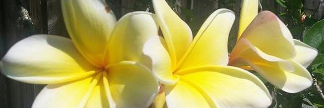 Madeline Moore banner