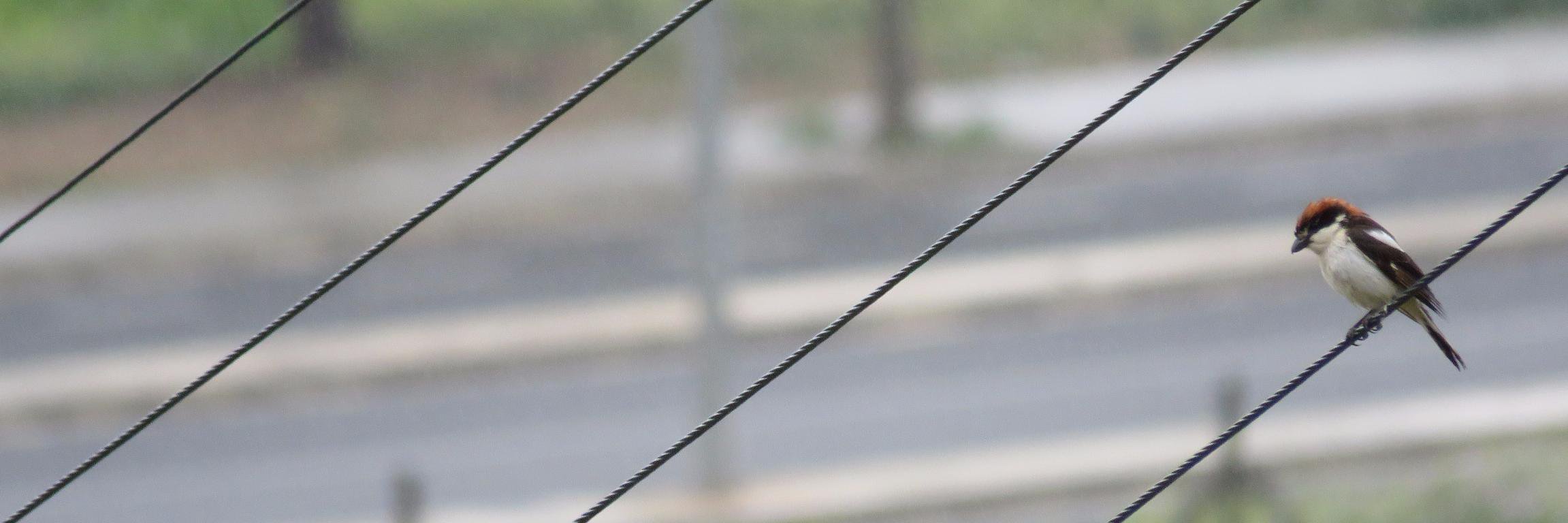 James Allison banner