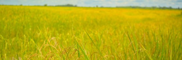 hmkpaka Profile Banner