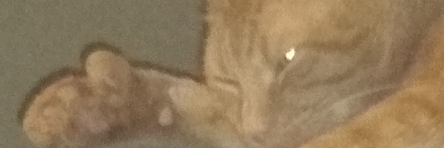 rodman36's profile banner image