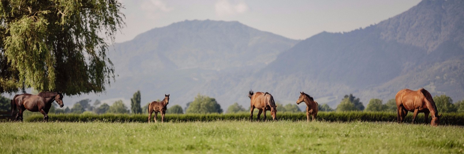 Waikato Stud's banner