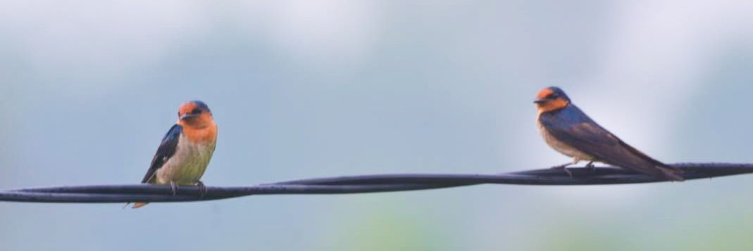 mirranfs's profile banner image