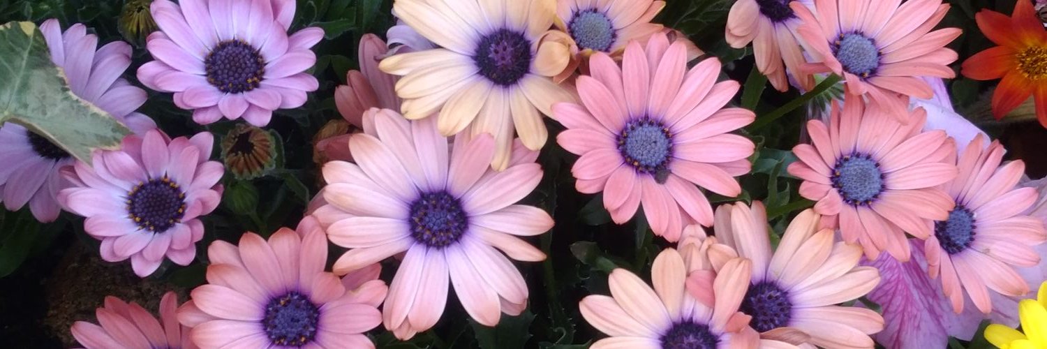 k_pyou's profile banner image