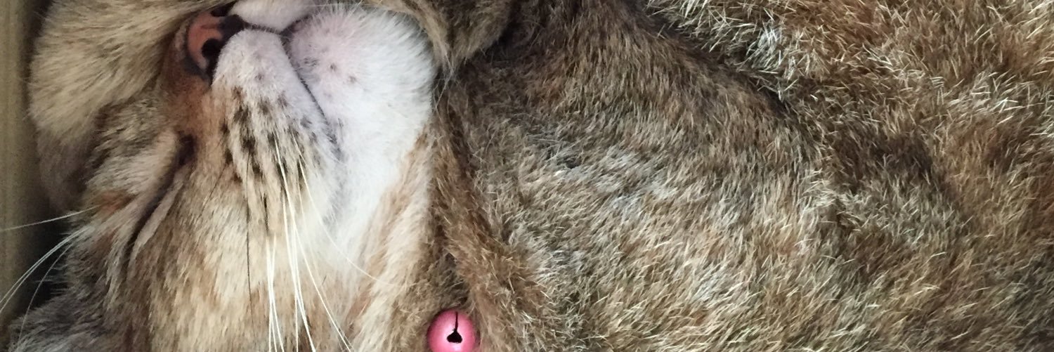 kappapa1029's profile banner image