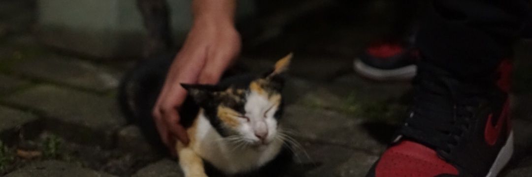 Iqbal suka kucing 😾 banner