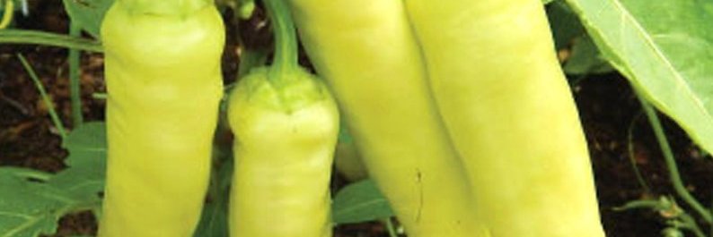 Edible Grasshopper banner