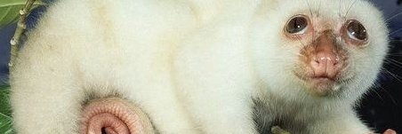 Jermangelical's profile banner image
