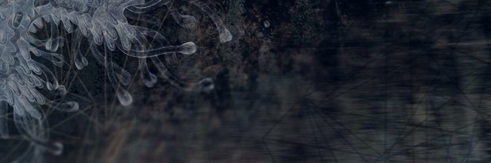 zordidus's profile banner image