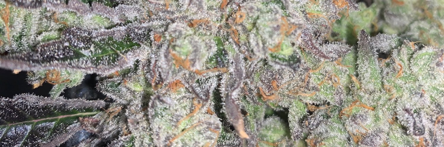 HaystackHighboy's profile banner image