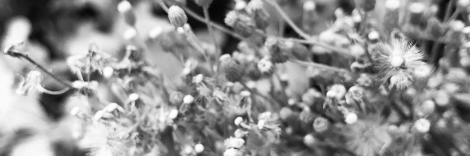 Eda_falcon's profile banner image