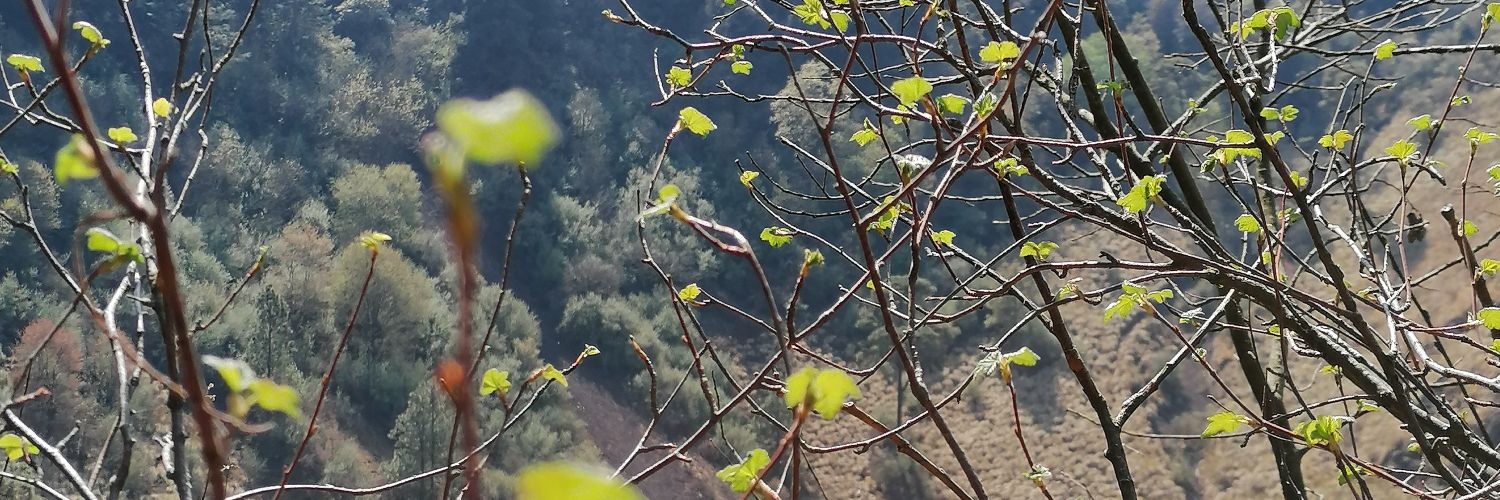 nawalli's profile banner image