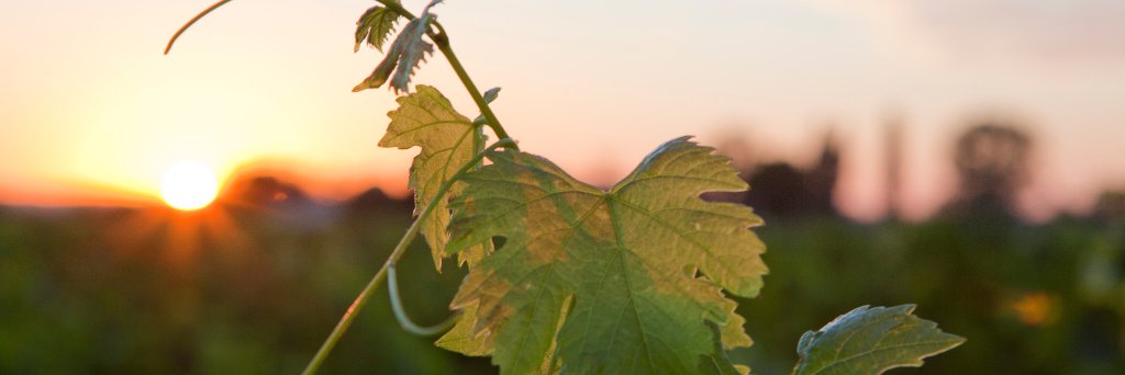 Castel Châteaux & Grands Crus banner