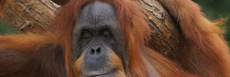 luumu07's profile banner image