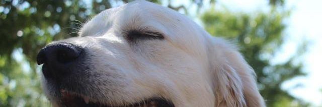 anacresra's profile banner image