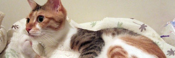 crescentjasmin's profile banner image
