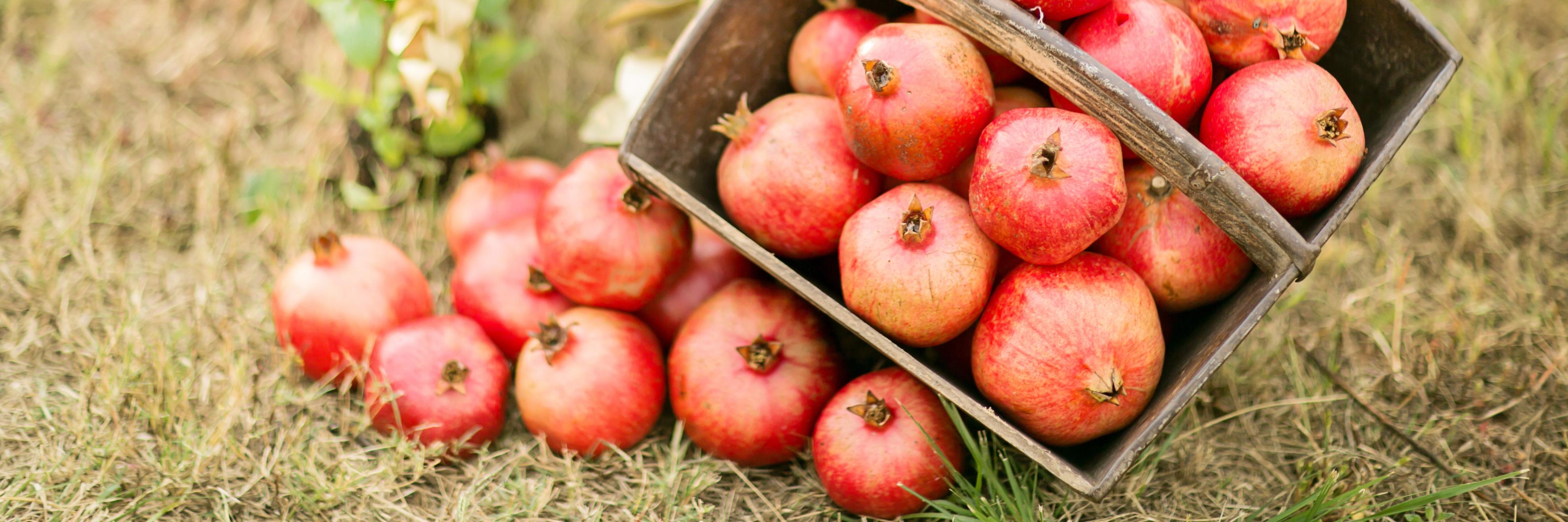 Ganico Organic Estate banner