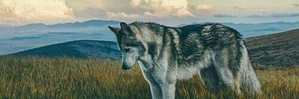 Norbit_69 Profile Banner