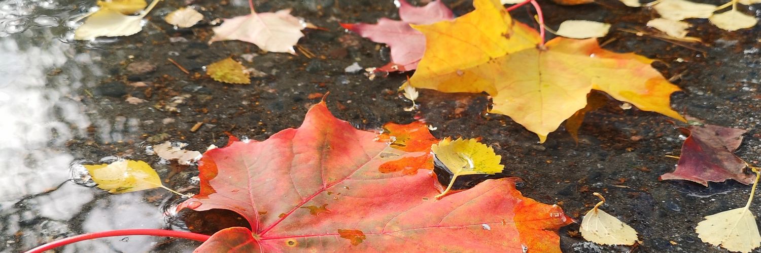 Lilli Väisänen banner