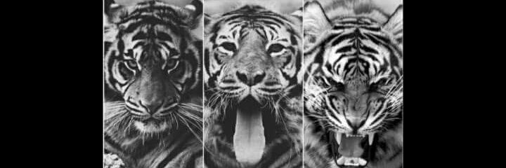 Alejandra_0r's profile banner image