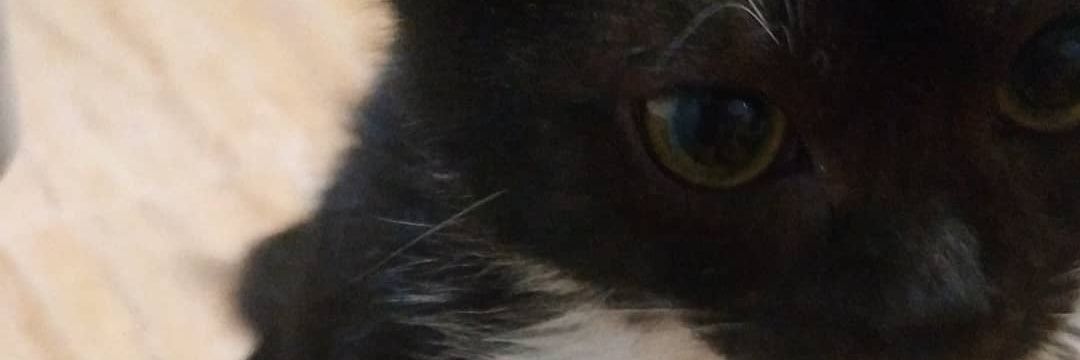 MariaEscuderoQ's profile banner image