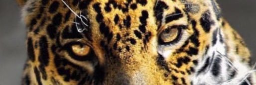 basel1428's profile banner image