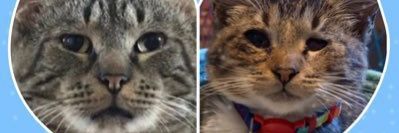 Jill P 🇺🇦 #LeaveACanTakeTheStray banner