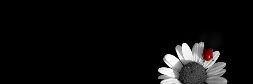the_grayedtruth's profile banner image