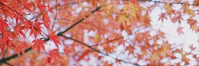lukitanining's profile banner image