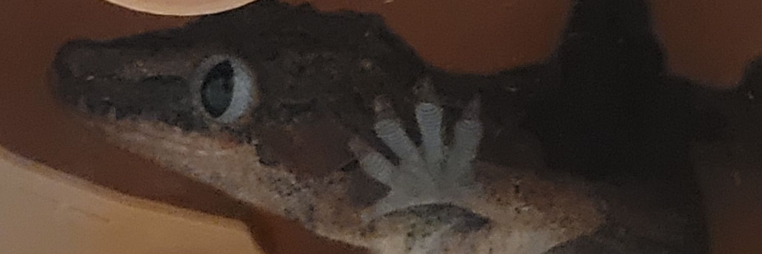 Alexa: Stallion of the Cimarron 🍚 banner