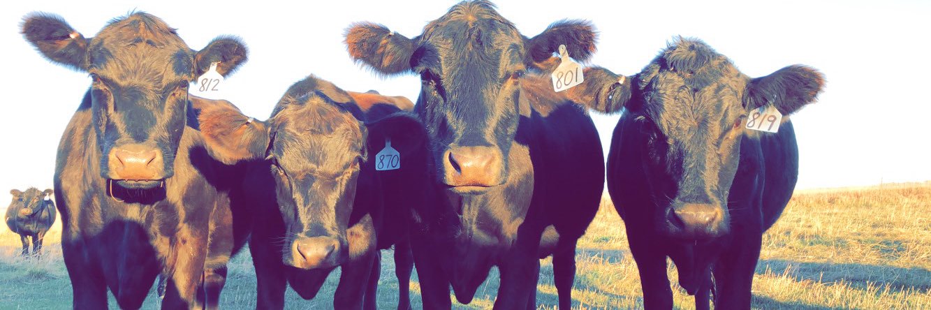 kallprangley's profile banner image