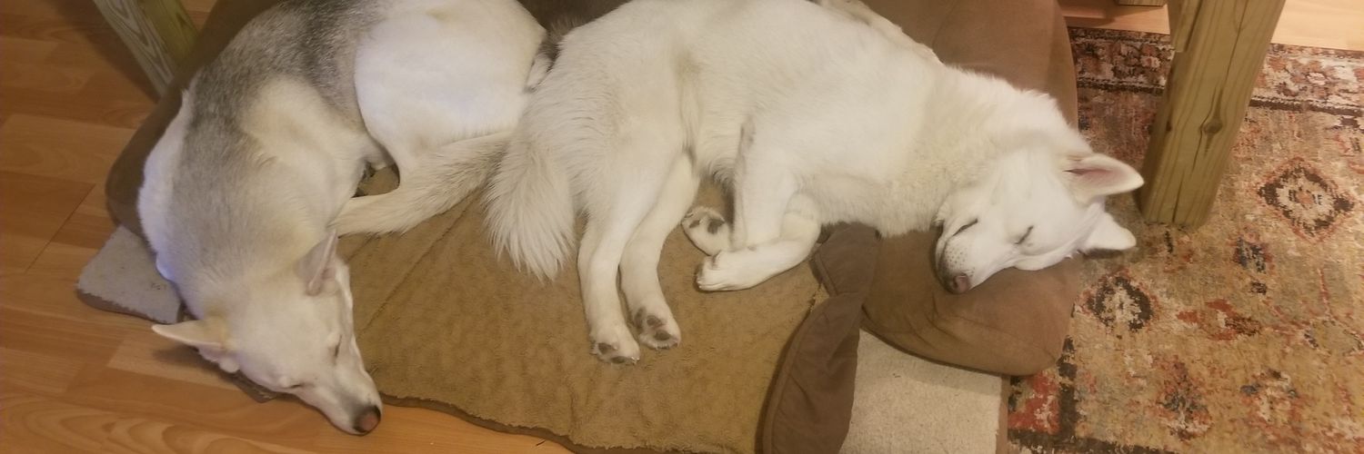 Joe and his dogs 🇺🇸 banner