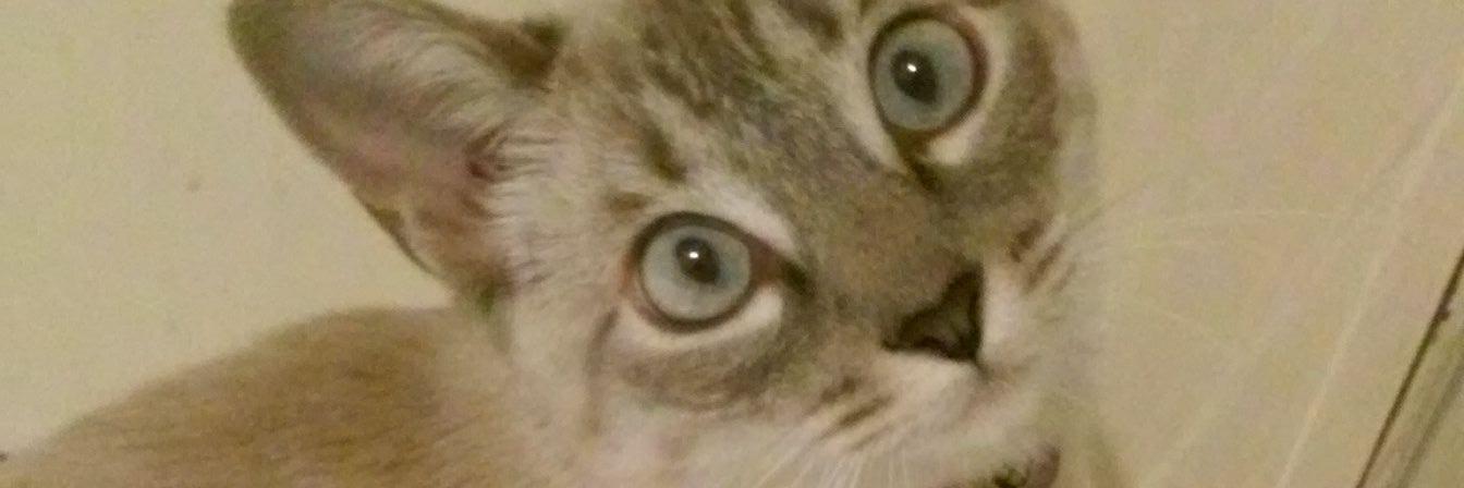 krntorre's profile banner image