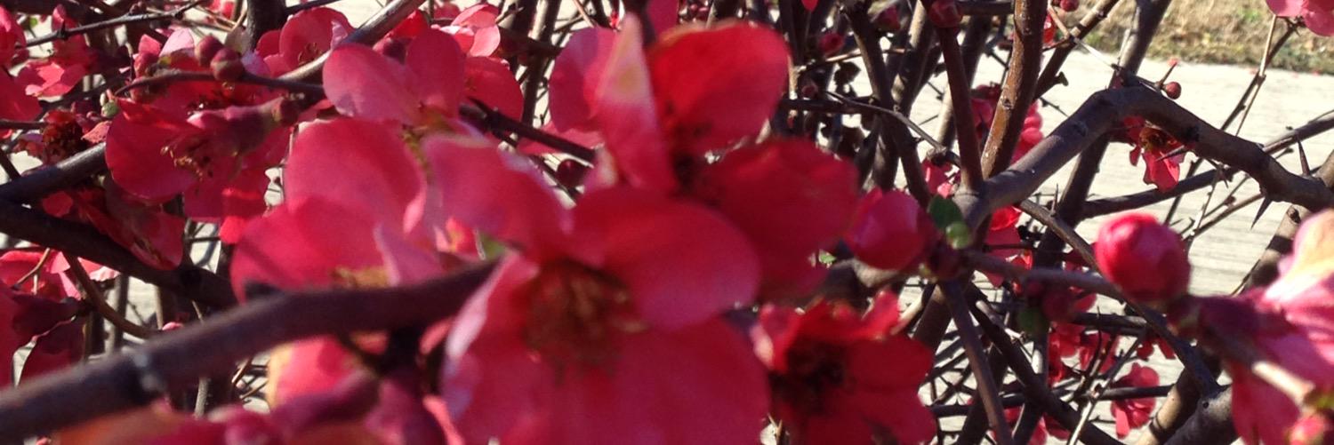 djphilippi's profile banner image