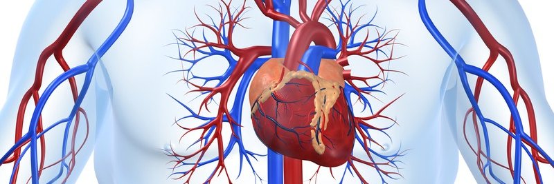 Australasian Cardiovascular Nursing College banner