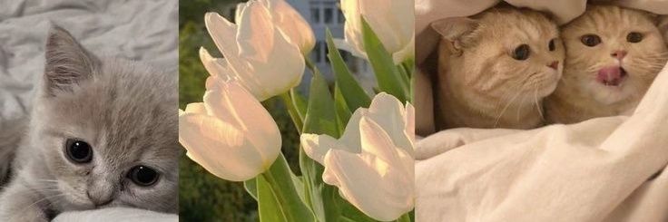 Maymasera's profile banner image