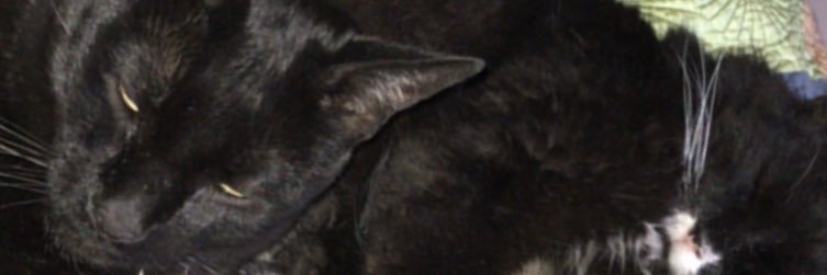alisterceci's profile banner image