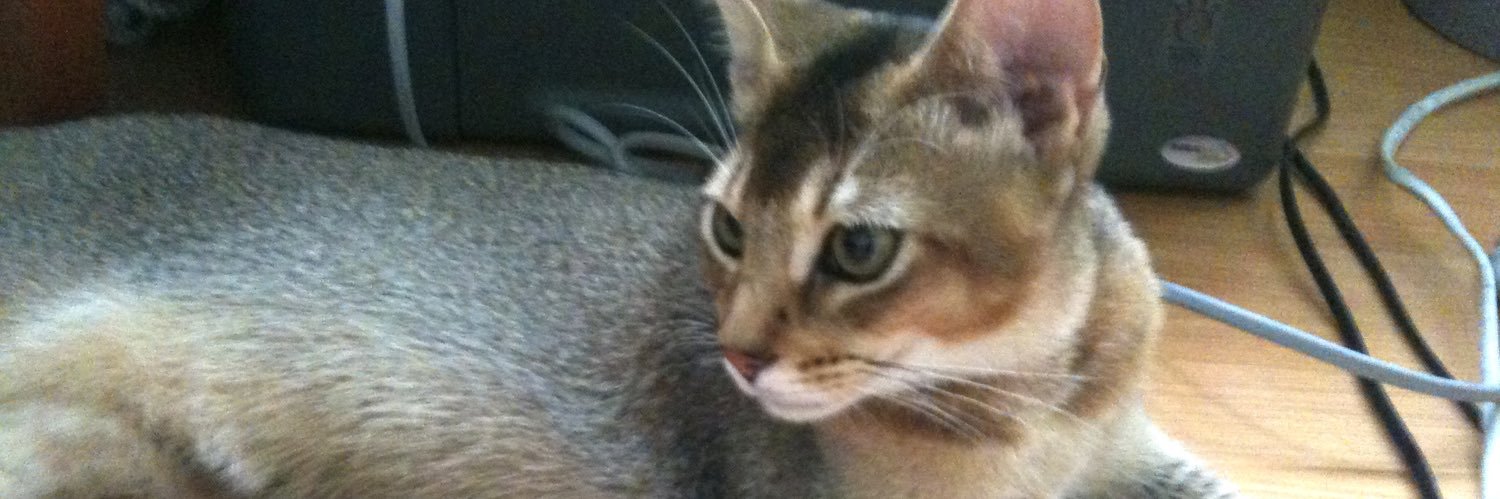 face_genius_cat's profile banner image
