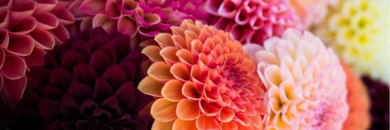 big_mamaCourt's profile banner image