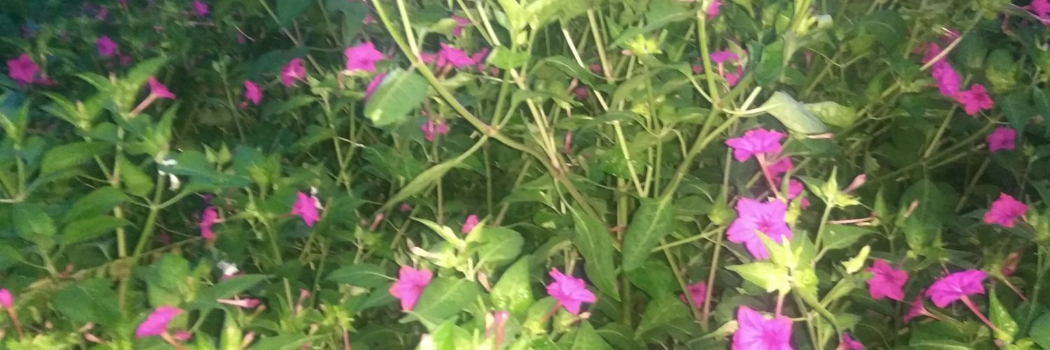 marutpati's profile banner image