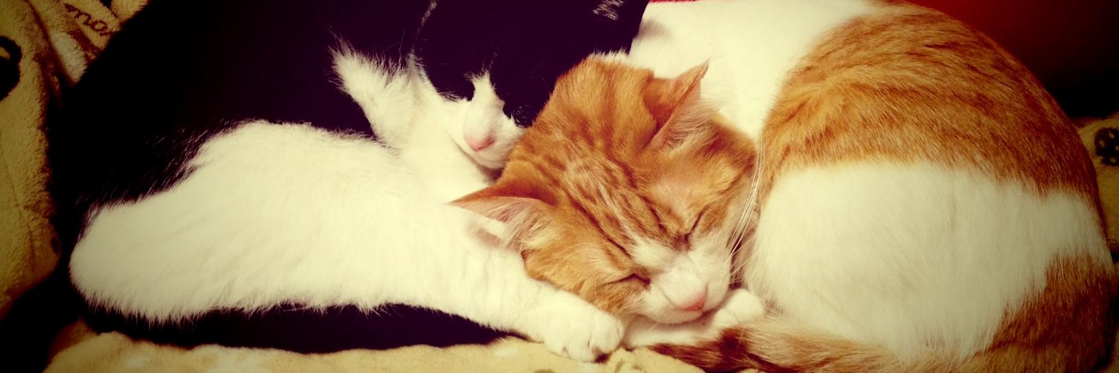 月本美香 / 𝕄𝕚𝕜𝕒 𝕋𝕤𝕦𝕜𝕚𝕞𝕠𝕥𝕠 banner