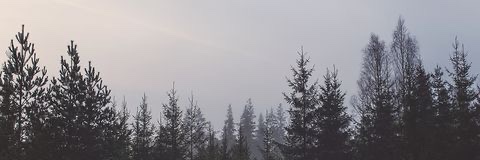 TaylorCornett's profile banner image
