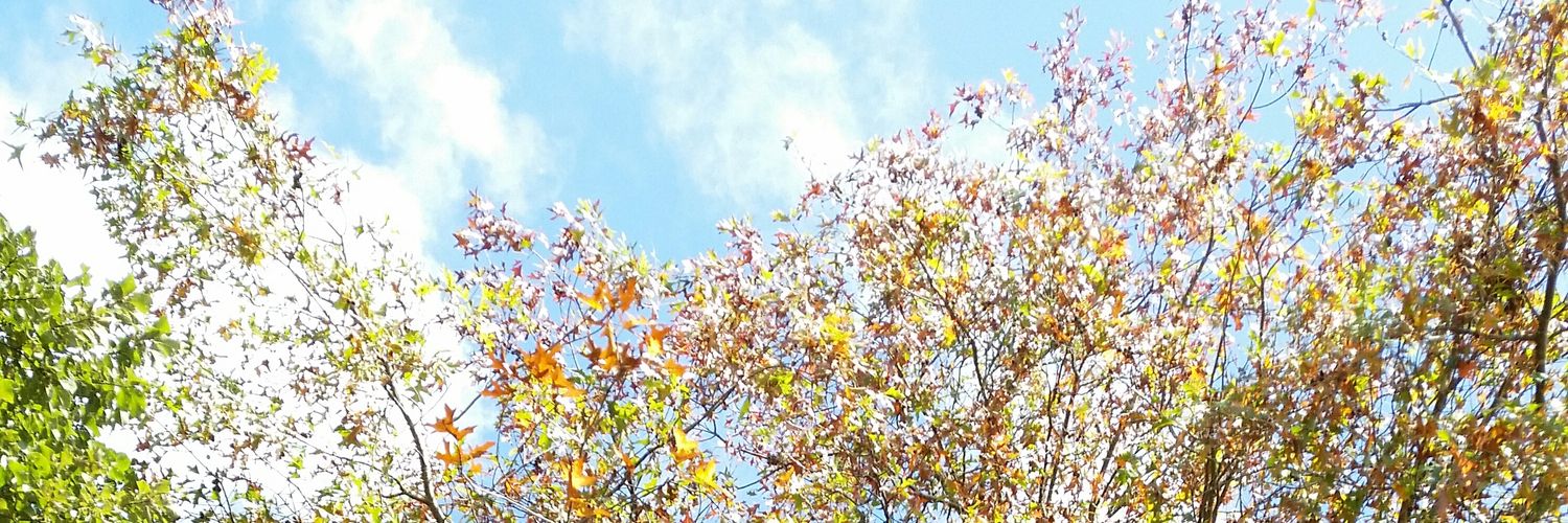 lindaleembr's profile banner image