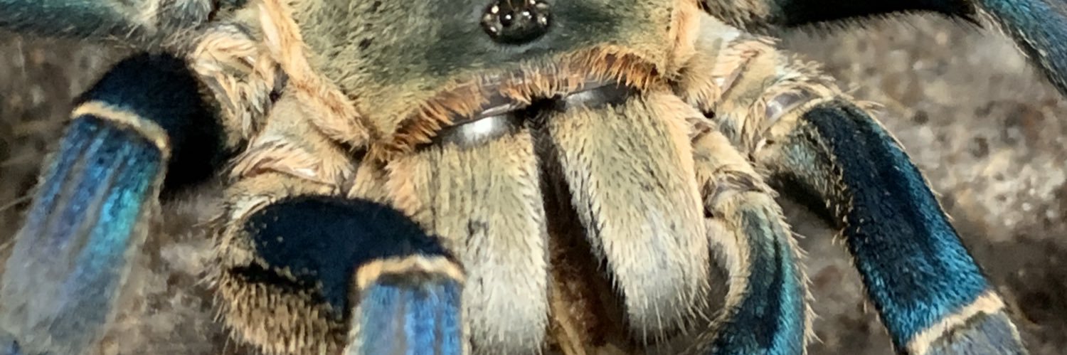 tattoosoma's profile banner image