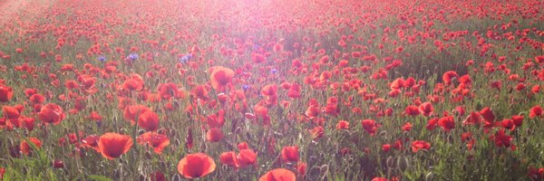 DanielaHeerdt Profile Banner