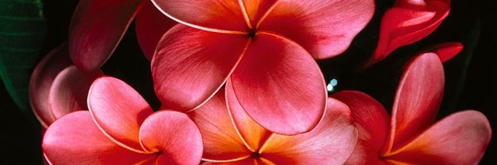 Plahera's profile banner image