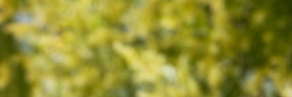 zhauqing's profile banner image