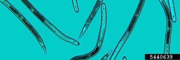 mehmetozbayrak2 Profile Banner