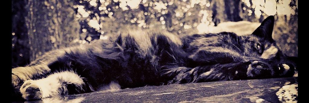 matteobias's profile banner image
