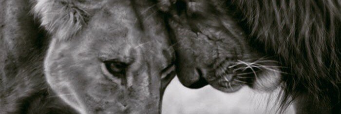kaihlil's profile banner image